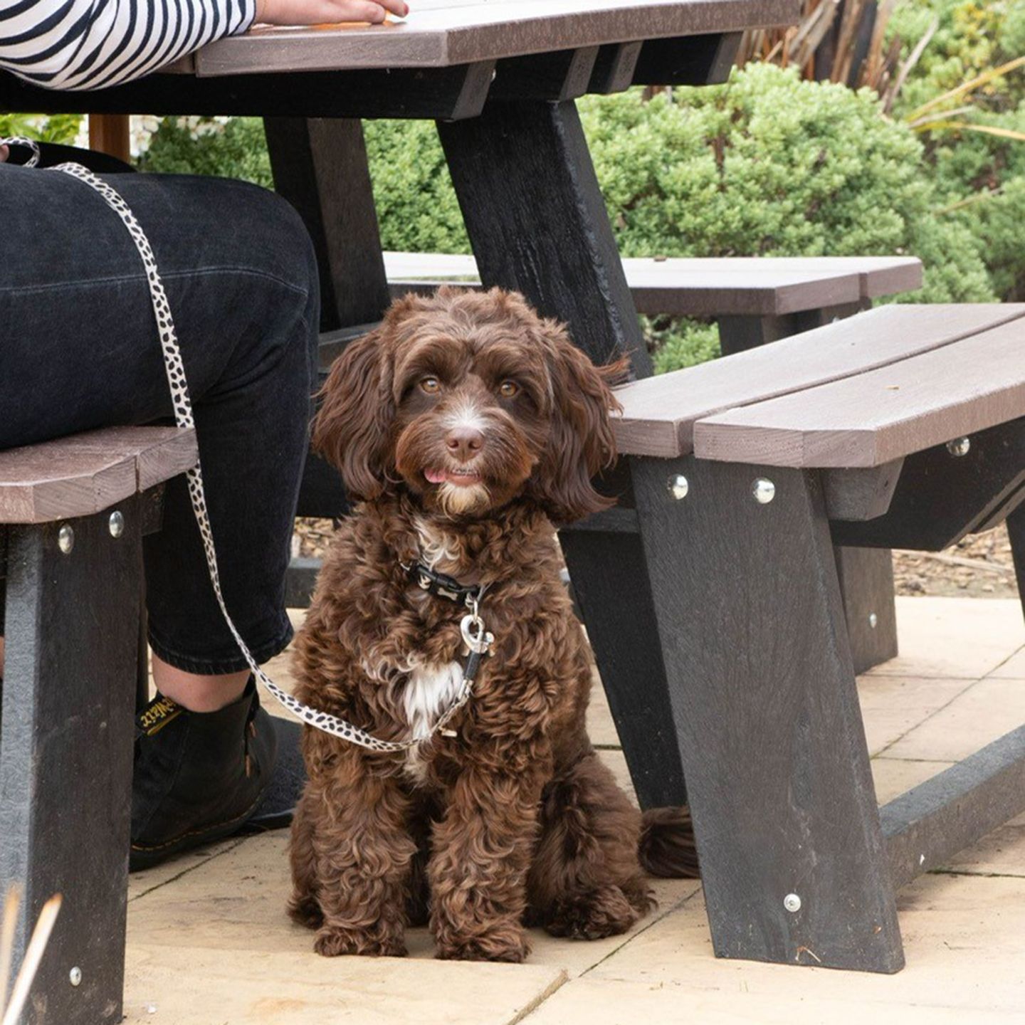 Your local dog friendly pub in Hawkind